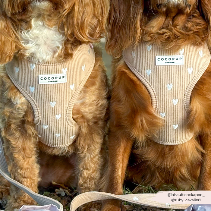 Two brown dogs outdoors wearing matching brown Cocopup London Chai Hearts harnesses with heart pattern.