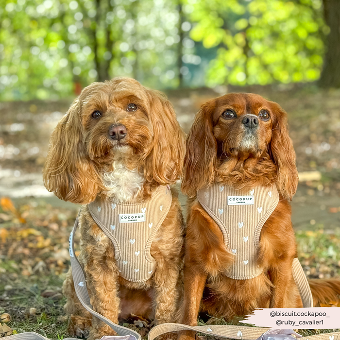 Two brown dogs wear Cocopup Londons brown harnesses with heart patterns, sitting together on leafy ground outdoors.
