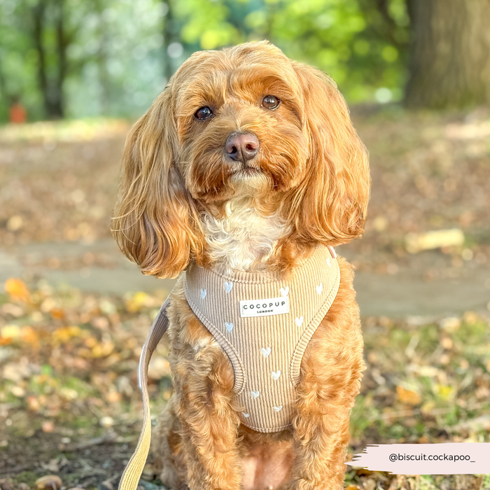 Brown cockapoo wearing a beige harness with heart pattern outdoors on a sunny day.