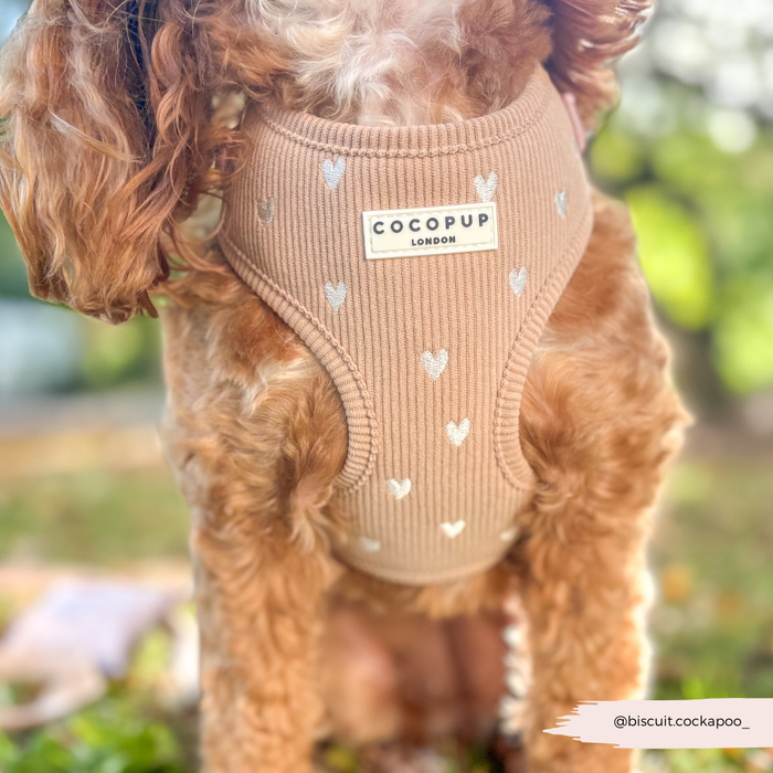 Dog in Cocopup London harness with brown base and white heart pattern, outdoors on a sunny day.