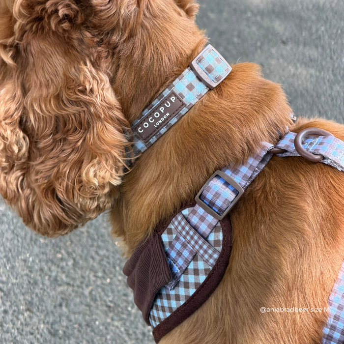 a dog wearing a blue and brown gingham collar and matching harness