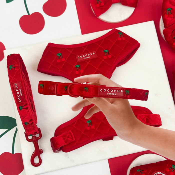 Hand holding cherry red velvet dog harness, lead, and collar bundle on a white background with cherry prints.