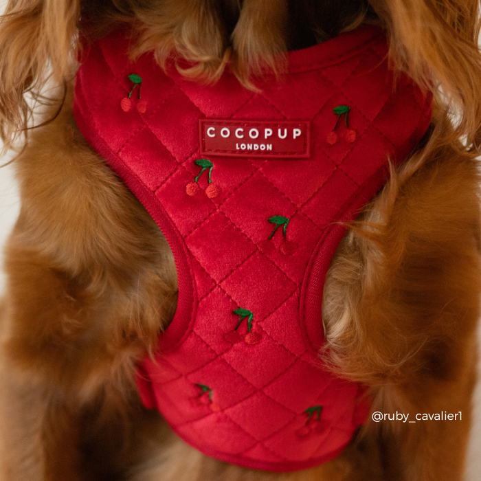 Dog wearing a red velvet adjustable harness with cherry pattern and embroidered cherries label by Cocopup London.