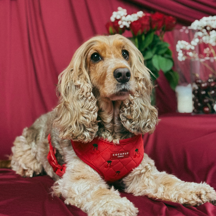 Golden cocker spaniel in a cherry red velvet adjustable neck harness with flowers blurred in the background.