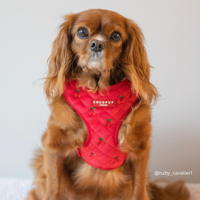 Brown Cavalier King Charles Spaniel in a red velvet Cocopup London harness, set against a light background.