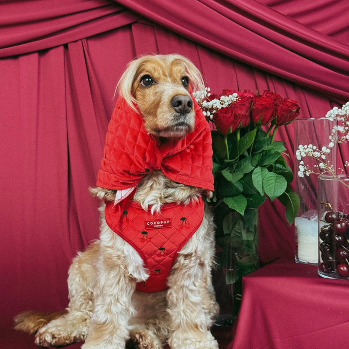 Dog wearing a red velvet Cocopup London bandana sits beside red roses, cherries, and draped fabric.