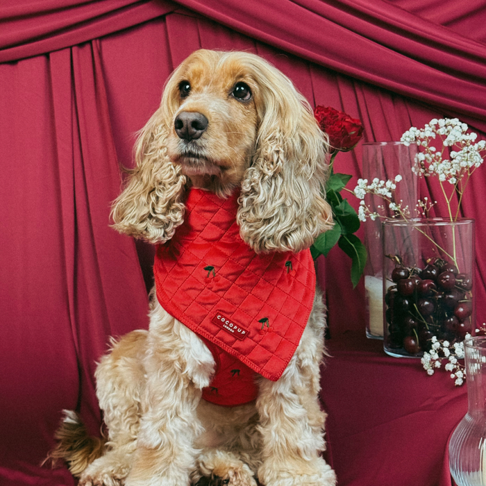 Golden cocker spaniel wearing a cherry red velvet Cocopup London bandana, seated in front of red drapes and flowers.