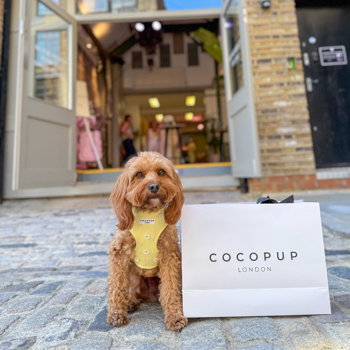 Golden Cockapoo in a yellow Cocopup London harness next to a Cocopup London gift bag outside a store.