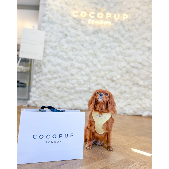 Small dog in yellow harness beside Cocopup London gift bag on wooden floor, with floral wall backdrop.