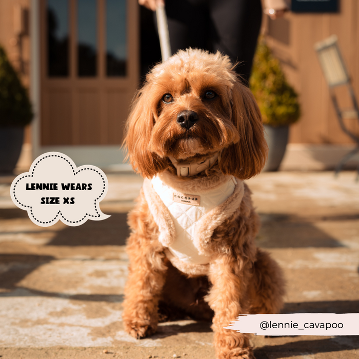 A fluffy brown dog wearing a stylish Quilted Adjustable Neck Harness from Cocopup London that says “Lennie wears size XS” sits outdoors on a sunlit patio. A person stands in the background holding the dog's leash. The handle @lennie_cavapoo is displayed at the bottom right of the image.