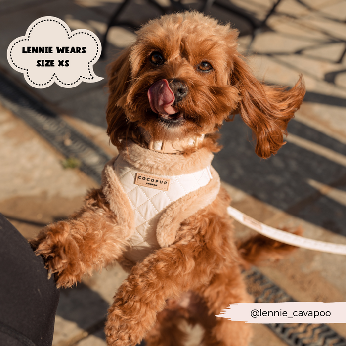 A small brown dog with curly fur, wearing a stylish Quilted Adjustable Neck Harness labeled "Cocopup London," stands on its hind legs outdoors, looking at the camera and licking its nose. Text bubbles read "Lennie wears size XS" and "@lennie_cavapoo." The harness features a fully adjustable chest strap for a perfect fit.