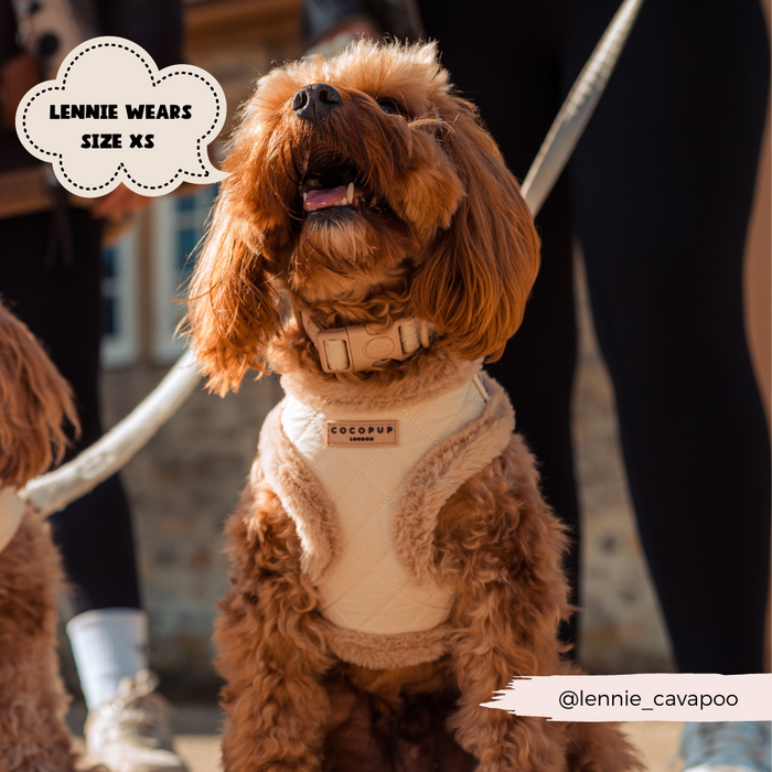 Brown Cavapoo in an XS harness outdoors, wearing a cream quilted Cocopup London collar.