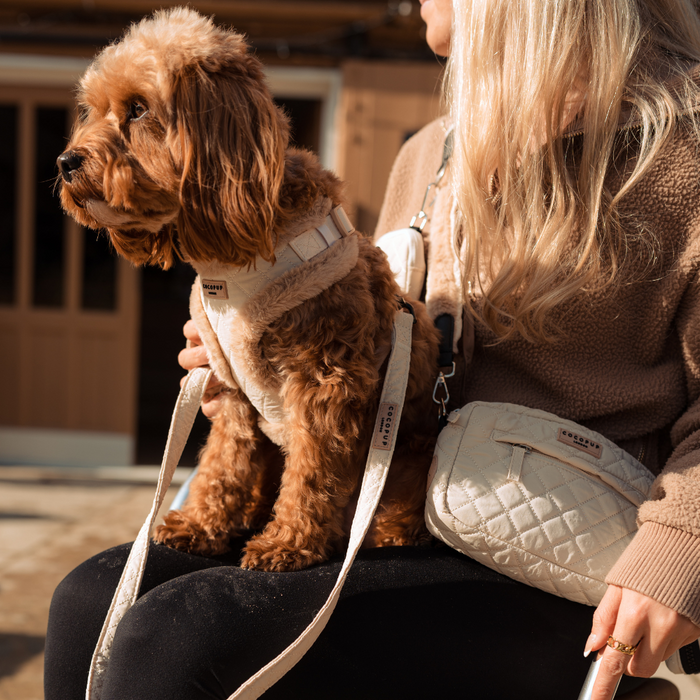 Fluffy brown dog wearing a cream harness and matching quilted lead, sitting on a persons lap.