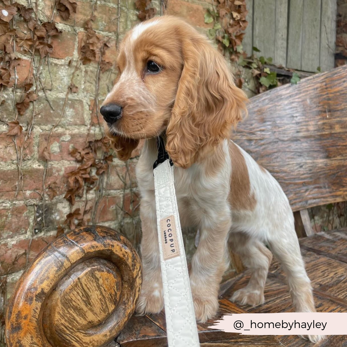 Brown and white puppy with long ears sits on a bench, wearing a cream quilted dog lead from Cocopup London.