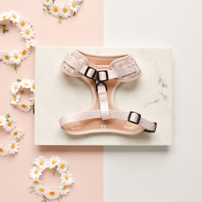 The Daisy Chain Adjustable Neck Harness, Lead & Collar Bundle from Cocopup London is displayed on a white rectangular board. The light pink harness features floral patterns and includes an adjustable neck harness and safety lock feature. Surrounding the display are small white daisies with yellow centers, some placed on a pink background and others on a white surface.