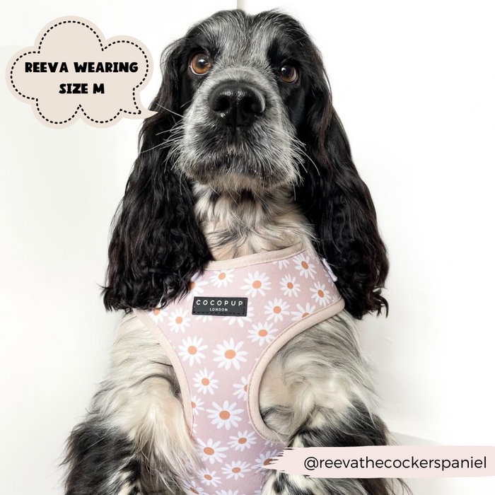 A black and white Cocker Spaniel wearing a light pink Daisy Chain Adjustable Neck Harness with white daisies from Cocopup London sits against a white background. A text bubble says, "Reeva wearing size M." The Instagram handle @reevathecockerspaniel is at the bottom right corner.