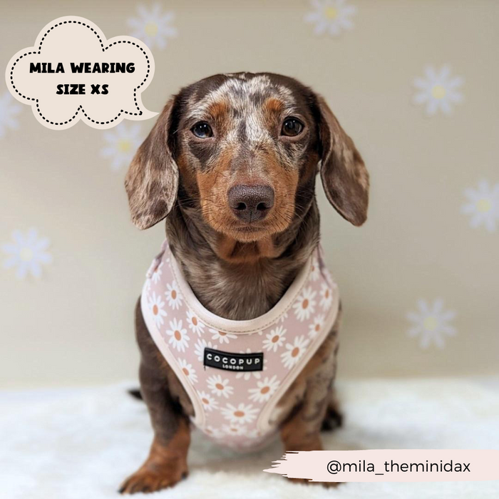 A small, brown dachshund wearing a Daisy Chain Adjustable Neck Harness from Cocopup London sits against a background featuring a similar floral pattern. A cloud-shaped text bubble reads, "Mila wearing size XS." The Instagram handle @mila_theminidax is displayed in the bottom right corner. Note the adjustable neck harness for a perfect fit!