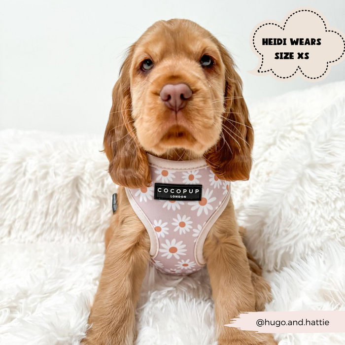A brown puppy with floppy ears sits on a white, fluffy blanket. It wears a light-colored Daisy Chain Adjustable Neck Harness with a flower pattern and a "Cocopup London" label. There's a cloud-shaped text bubble that says "Heidi wears size XS." The handle "@hugo.and.hattie" is in the corner.