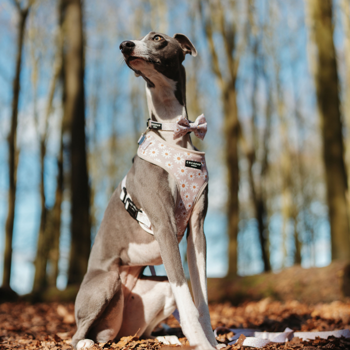 A playful pup in a grey and white coat, adorned with a Cocopup London Daisy Chain Adjustable Neck Harness and a bow tie, sits on a forest path covered in fallen leaves. Leafless trees reach into the clear blue sky as the dog looks upward, appearing alert and attentive.