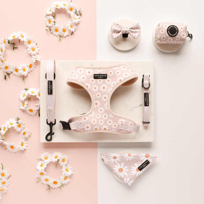 A flat lay image of dog accessories, featuring a harness, leash, collar, bow tie, and waste bag holder in a charming pink and white daisy pattern. These lightweight and breathable items are artfully arranged on a marble surface with a pink and white backdrop, surrounded by daisy flowers. The scene is complemented by the matching Daisy Chain Bandana from Cocopup London.