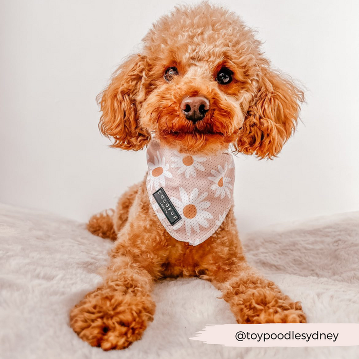 A fluffy brown toy poodle is lying on a soft, white surface, wearing a lightweight and breathable Cocopup London Daisy Chain Bandana adorned with a charming daisy pattern. The Instagram handle @toypoodlesydney is displayed on a tag and in text at the bottom of the image.