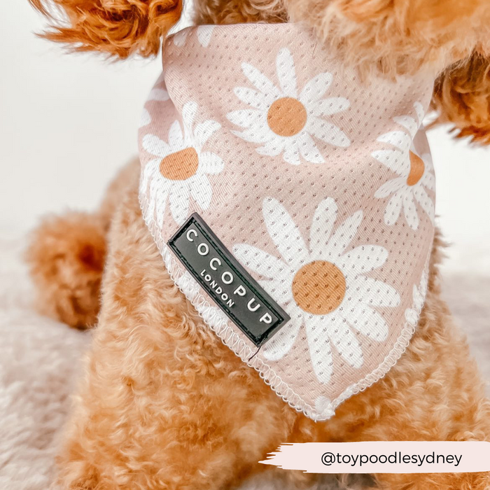 A small dog with curly, light brown fur is wearing a pink Daisy Chain Bandana from Cocopup London, featuring delicate white and yellow daisy patterns. The lightweight and breathable bandana also sports a label that reads "Cocopup London." The photo is captioned with the Instagram handle @toypoodlesydney.
