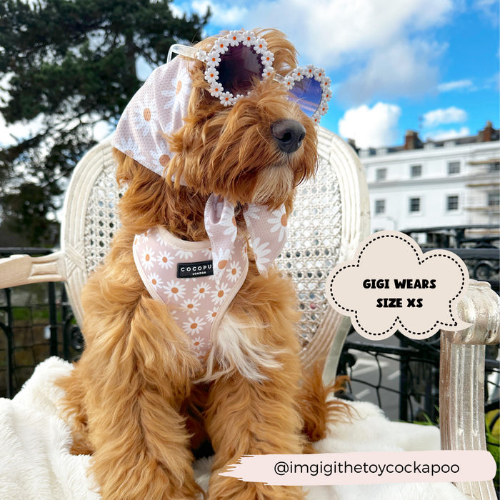 A toy cockapoo dressed in a stylish daisy-patterned outfit by Cocopup London, featuring the lightweight and breathable Daisy Chain Bandana, harness, headscarf, and flower-shaped sunglasses, sits on a wicker chair outdoors. The text reads, "Gigi wears size XS." The Instagram handle @imgigithetoycockapoo is displayed at the bottom.