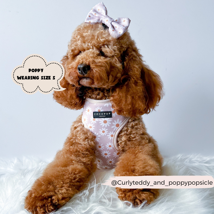 Brown poodle wears a small Cocopup London bow tie with a daisy chain pattern, sitting on white fur.