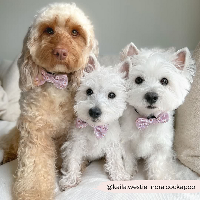Cockapoo and two Westies wearing Cocopup London Daisy Chain patterned bow ties sit on a light couch.