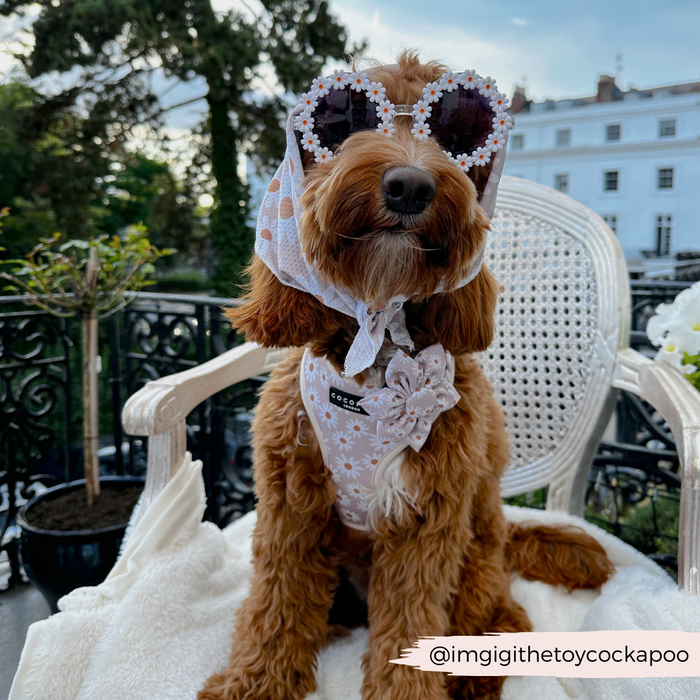 Brown dog outdoors wearing a floral Daisy Chain Collar Flower, patterned sunglasses, and a light scarf.