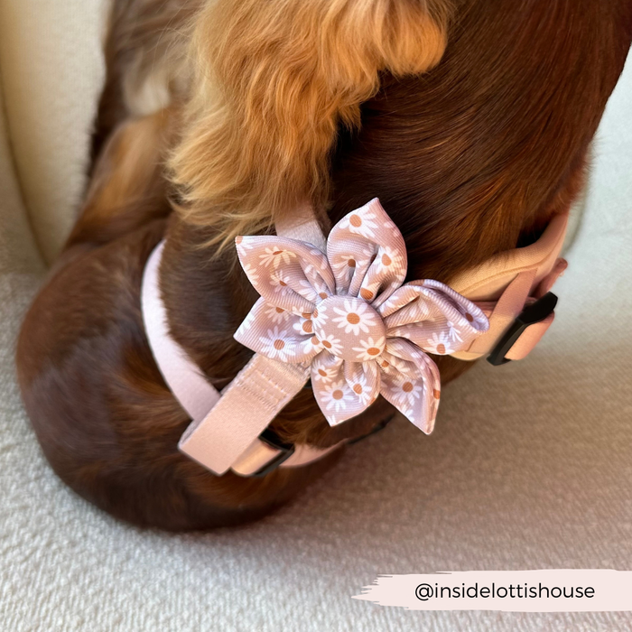 Dog with long brown fur wearing a pink and white Cocopup London Daisy Chain collar flower.