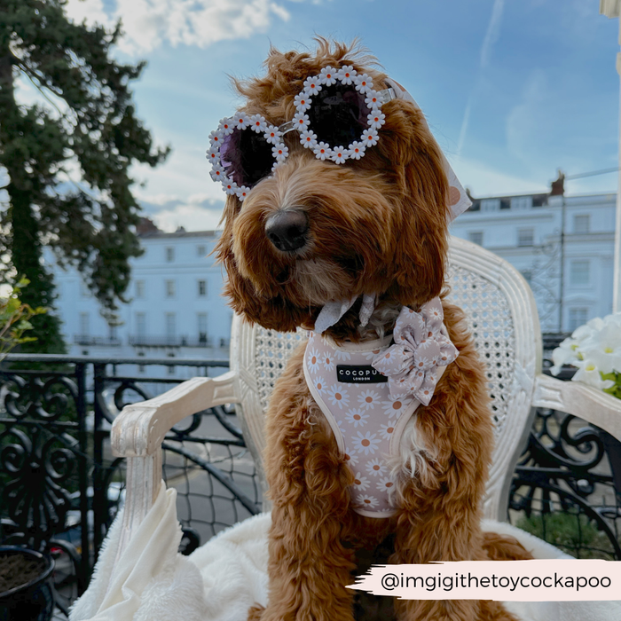 Brown dog outdoors with Cocopup London Daisy Chain collar flower and daisy-pattern sunglasses. Text: @imgigithetoycockapoo.