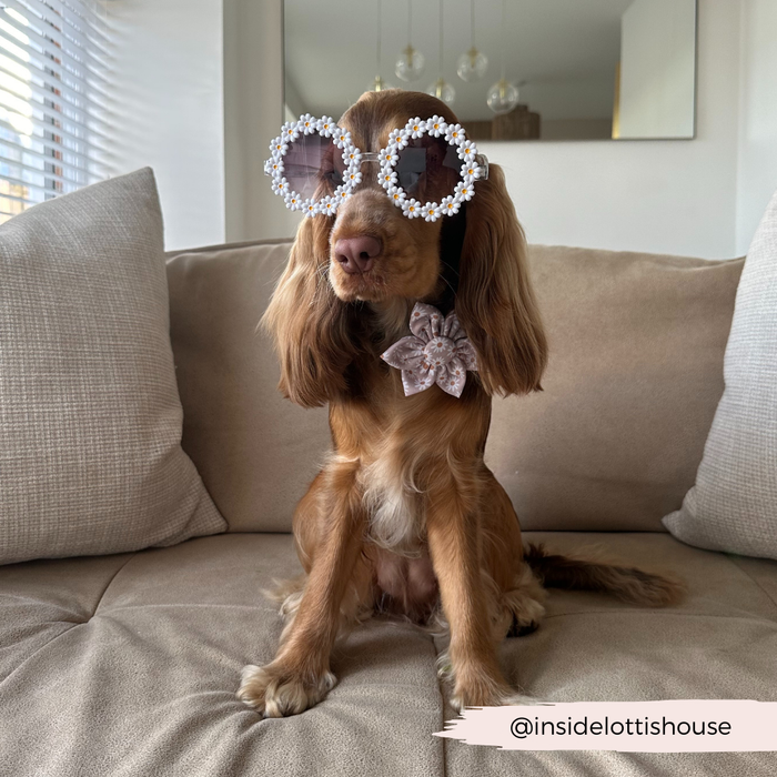 Brown dog on a beige couch wearing Cocopup Londons Daisy Chain Collar Flower and fun sunglasses.
