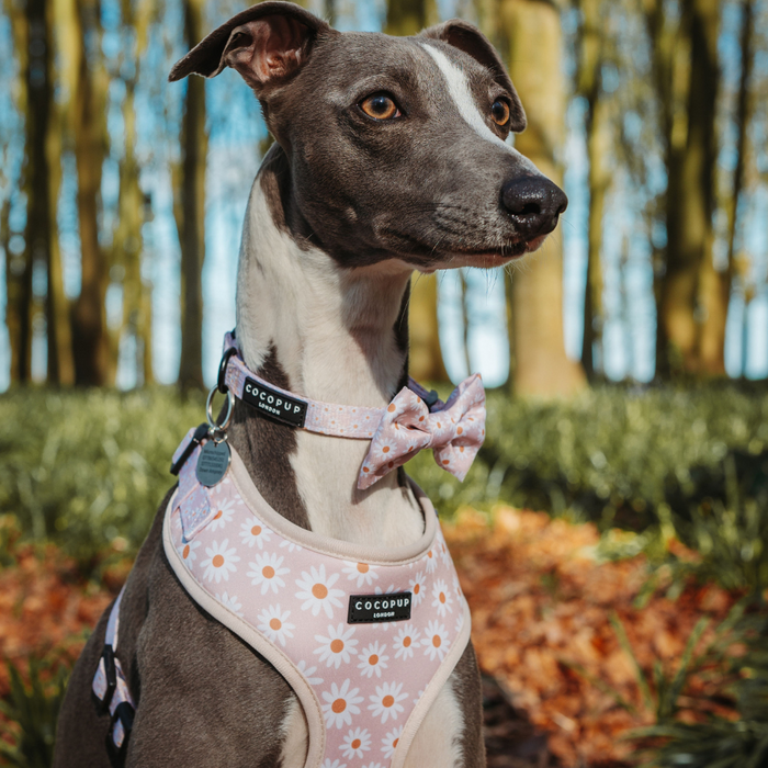 Grey and white dog stands in sunlit forest wearing a Cocopup London Daisy Chain collar and matching bow tie.