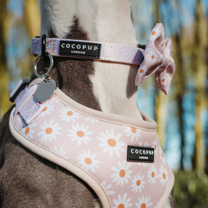 Dog wearing Cocopup London pink daisy print collar and harness set with bow, outdoors.