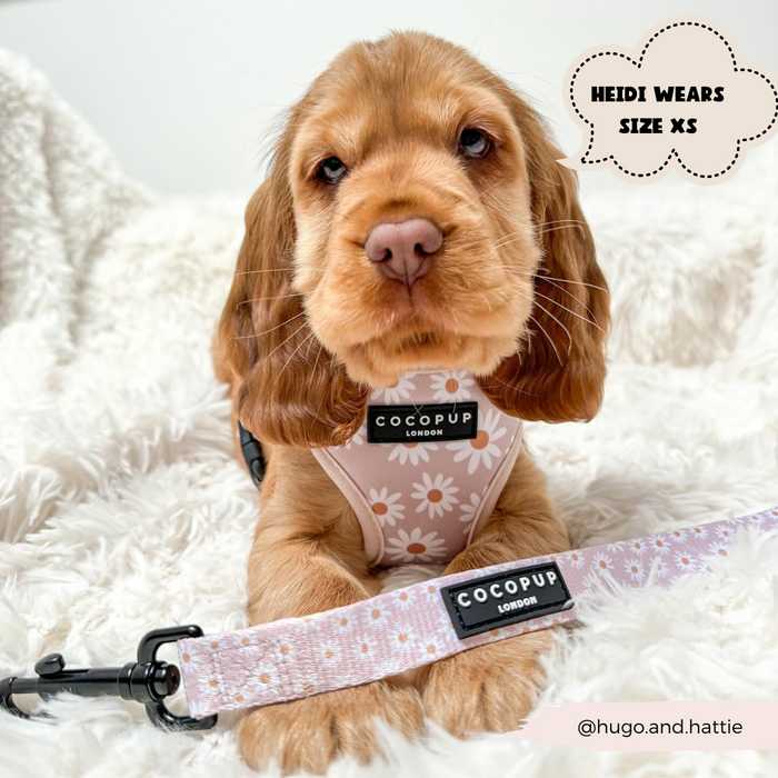 Brown puppy on white blanket wearing a daisy-patterned Cocopup London lead with neoprene handle, size XS.