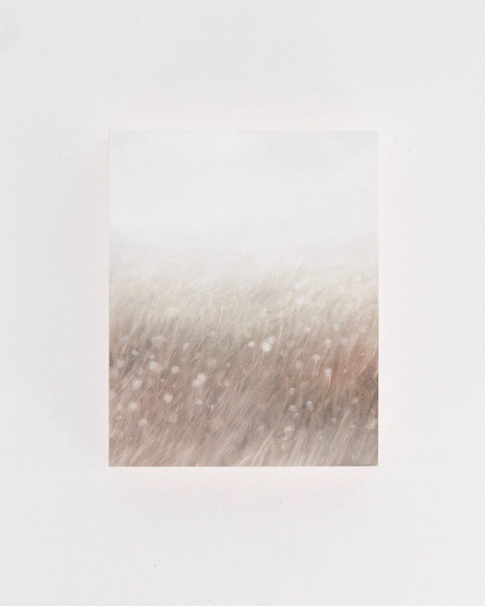 Dandelion Field | 8x10