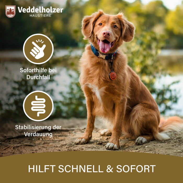 Brauner Retriever sitzt am Seeufer, daneben Soforthilfe bei Durchfall und Stabilisierung der Verdauung
