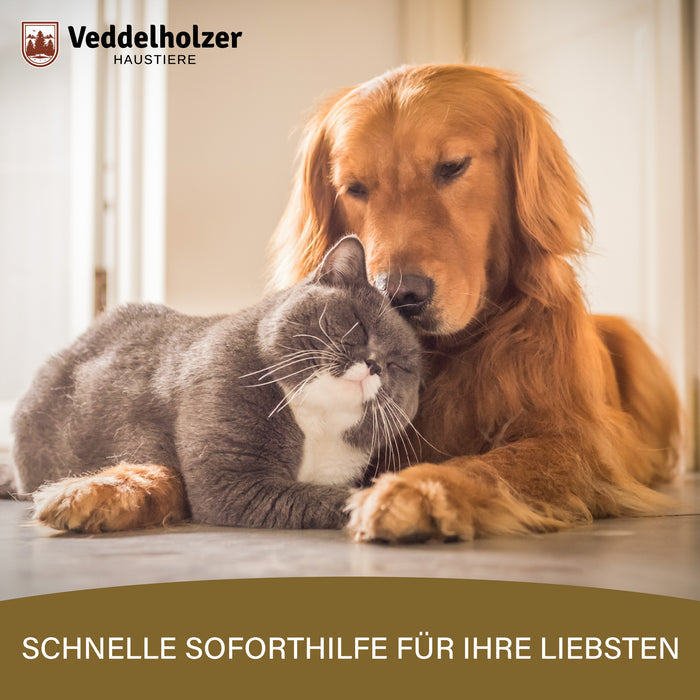 Golden Retriever und graue Katze schmiegen sich auf dem Boden aneinander – „Schnelle Soforthilfe für Ihre Liebsten“