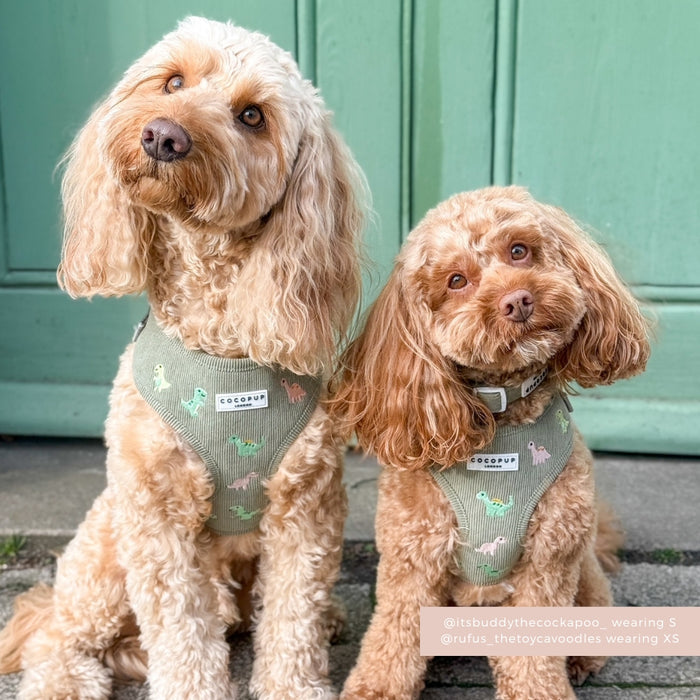 Two dogs side by side wear Cocopup London Dino Doodles harnesses with colorful dinosaur patterns.
