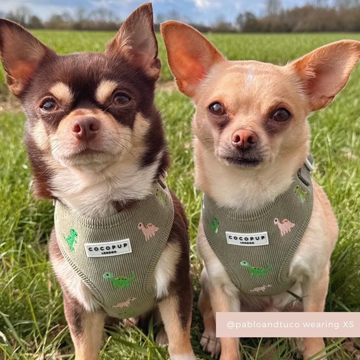 Two small chihuahuas on grass wear Cocopup London harnesses with a playful dino pattern; trees in the background.