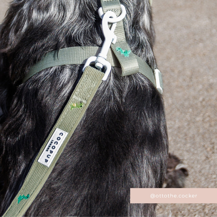 Dog wearing a sage green Dino Doodles lead by Cocopup London with embroidered frogs and a white clip.