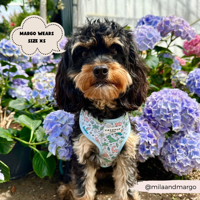 A small black and brown dog wearing a light blue Cocopup London Dinopaws Adjustable Neck Harness, Lead & Collar Bundle sits in front of a backdrop of blooming hydrangeas. A text bubble reads "Margo wears size XS." The Instagram handle "@milaandmargo" appears at the bottom right.