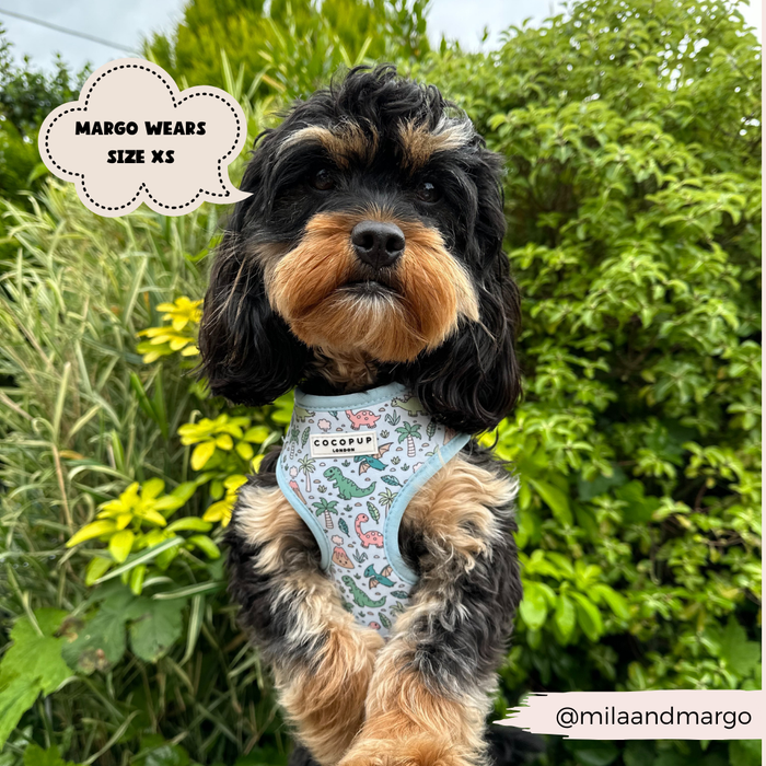 A small, fluffy black and tan dog sits outdoors wearing a light blue Cocopup London Dinopaws Adjustable Neck Harness, Lead & Collar Bundle adorned with playful dinosaur illustrations. A speech bubble indicates, "Margo wears size XS." The background highlights lush green foliage, and the handle "@milaandmargo" is visible at the bottom.