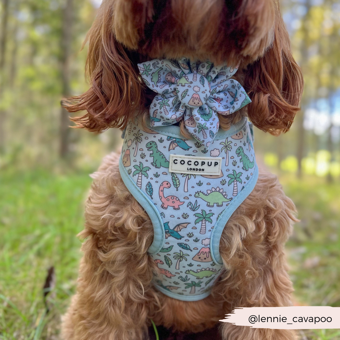 Brown dog outdoors in a blue dinosaur-print harness and bow, wearing the Cocopup London Dinopaws Collar Flower.