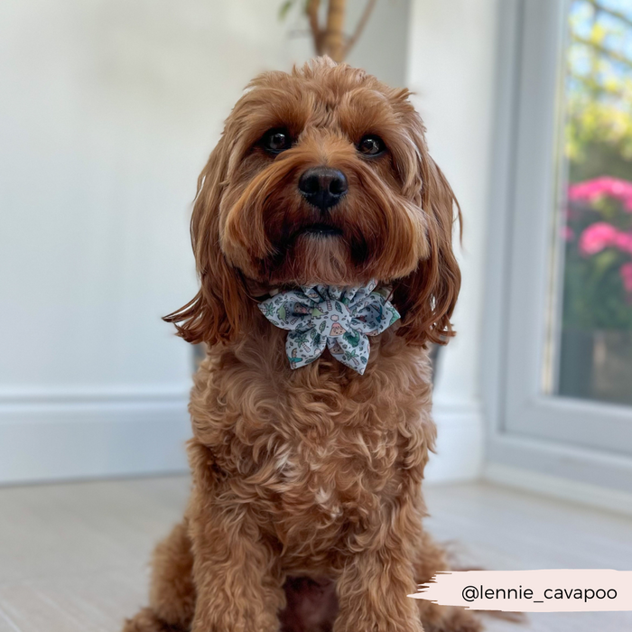 Fluffy brown dog by a window wearing a Cocopup London Dinopaws green floral collar flower.