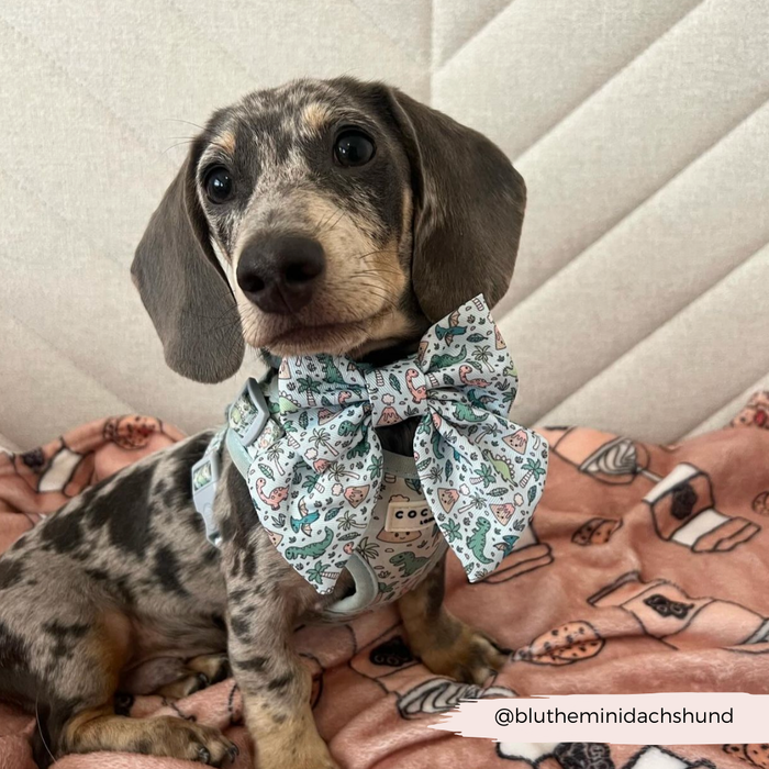 Dappled dachshund wearing a Dinopaws pattern Cocopup London sailor bow tie on a pink coffee cup print blanket.