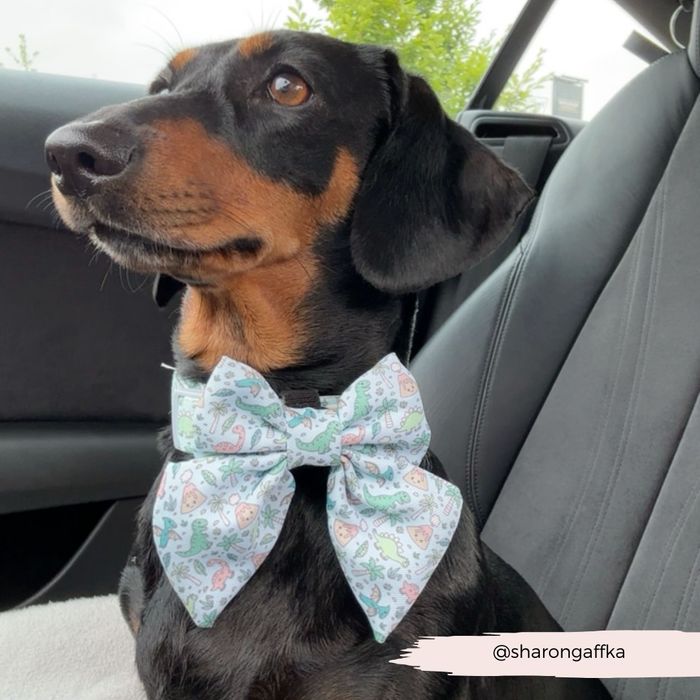 Black and tan dachshund in a car wearing a Cocopup London Dinopaws patterned sailor bow tie. Sharon Gaffka visible.