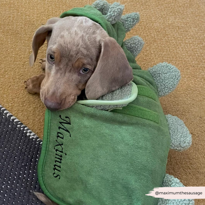 Puppy wearing a green Cocopup London Dinopup Drying Robe with “Maximus” embroidered, lying on a carpet.