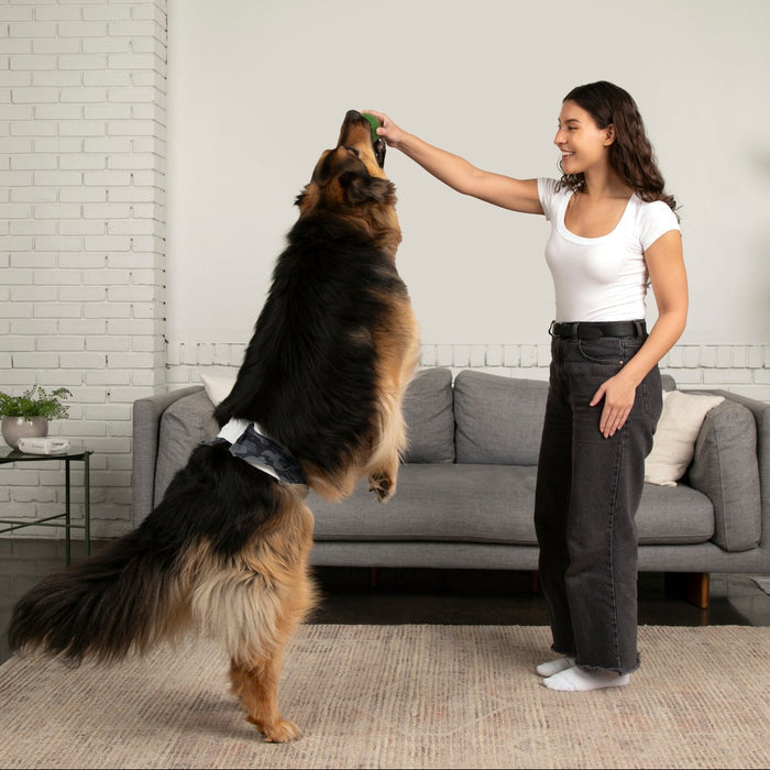 DiPees™ + Odor Control Disposable Belly Bands